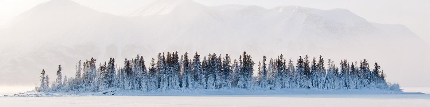 A cluster of snow covered trees in the forest near atlin british columbia