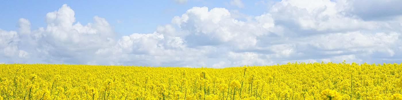 Yellow canola field in bloom beneath cloudy blue sky