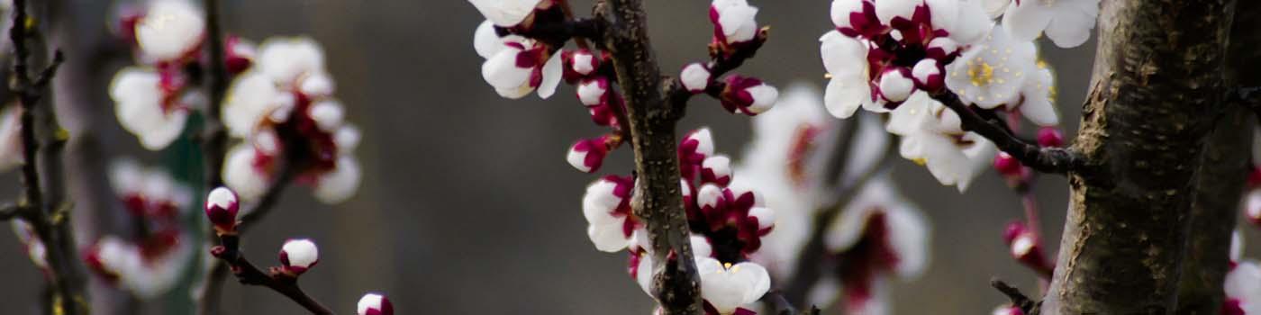 Close up view of a cherry blossom tree