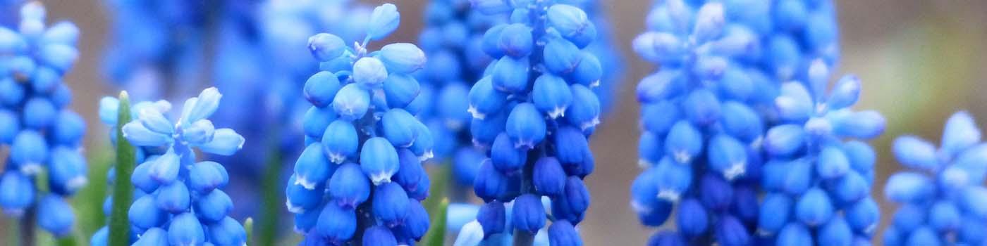 Blue flowers clustered together