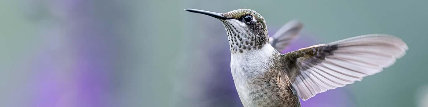 Hummingbird with wings spread open