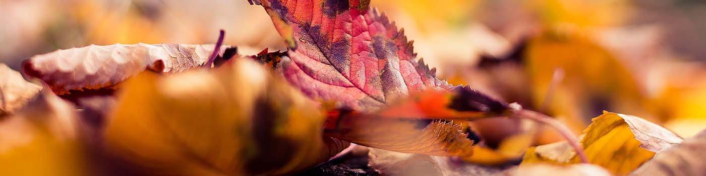 Orange and red fall leaves on the forest floor