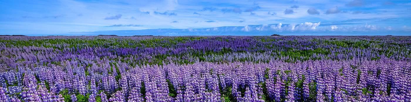 Field of purple lilac flowers under blue sky