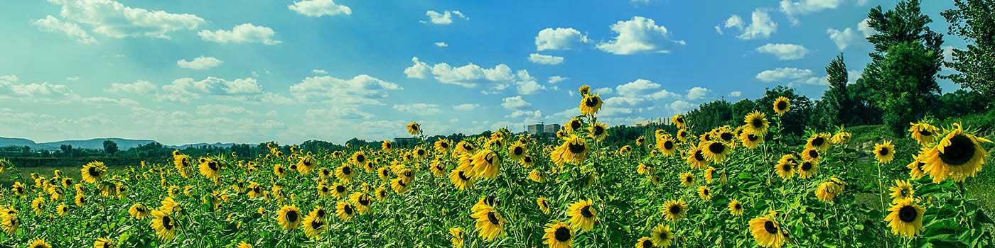 Field full of sunflowers