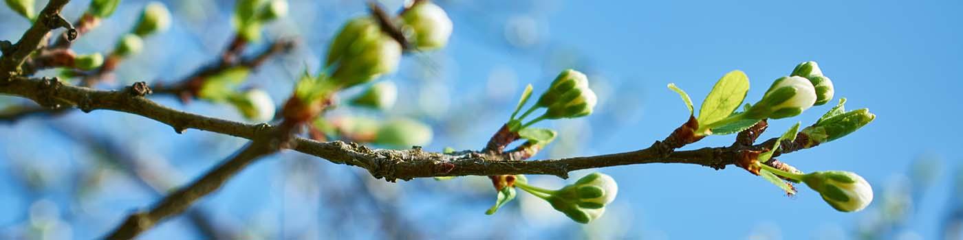 A branch with new buds beginning to sprout white flowers against a bright blue sky