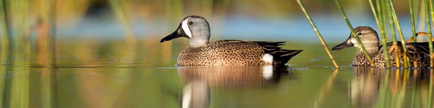 Mother duck and baby duck floating on a lake with grass