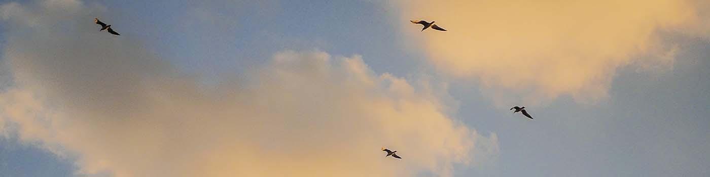 Four birds flying in front of the clouds