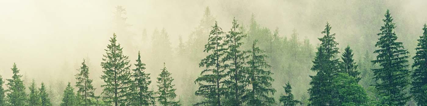 Green pine trees in front of fog