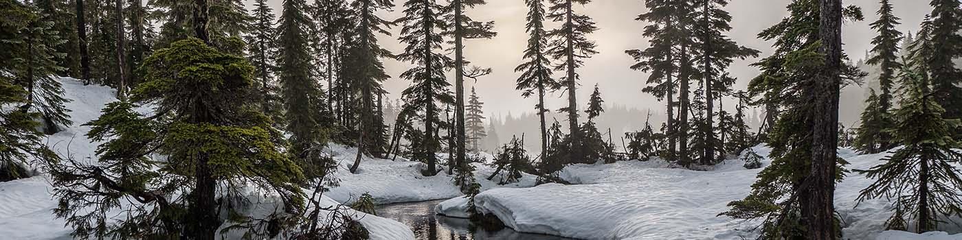 Landscape image of a forest with the sun rising in the middle