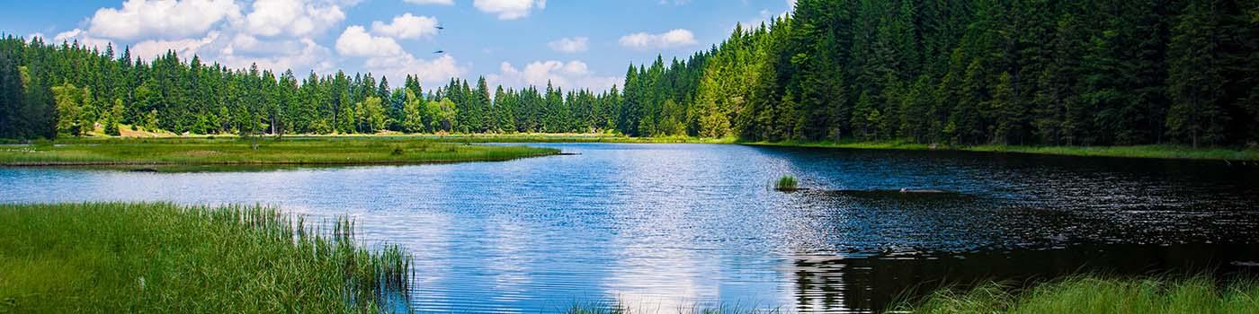 View of a lake surrounded by green pine trees