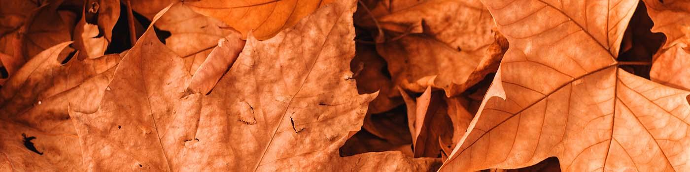 Fall coloured leaves laying overtop each other.