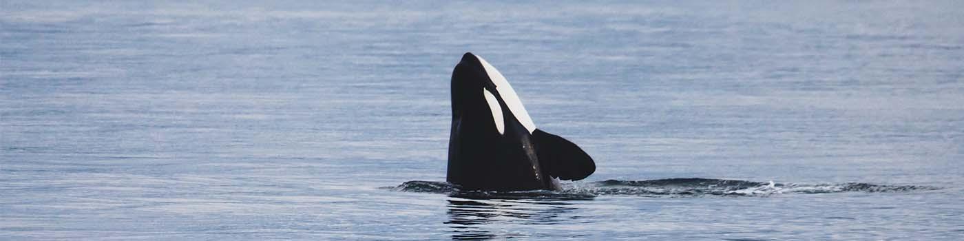 Head of an orca whale popping out in the middle of the ocean.