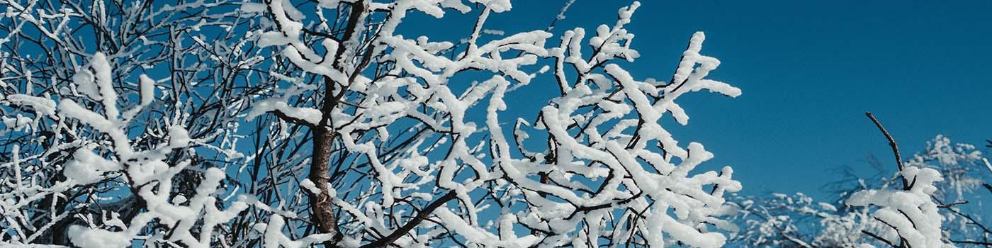 Snow covered branches against a deep blue sky