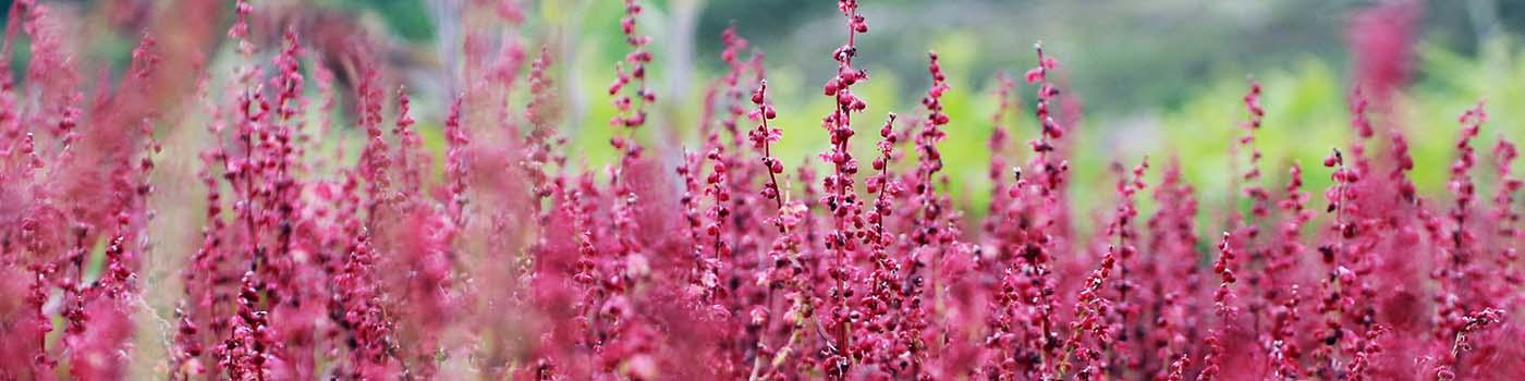 Pink flowers with green fields behind