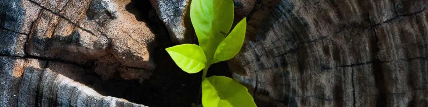 Green leave plant growing out center of an old tree stump