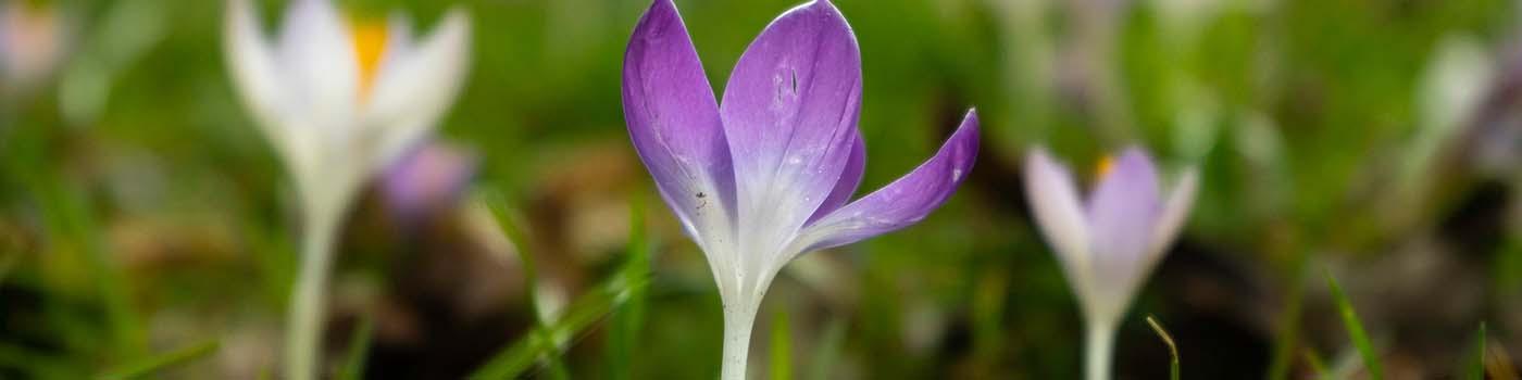 Closeup of a purple crocus flower in the grass