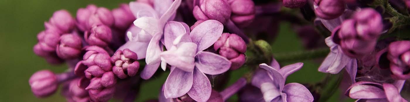 Closeup of open and closed flowers on a lilac bush