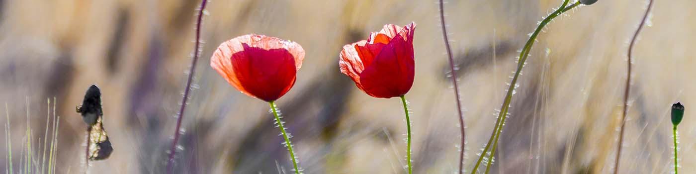 Two red poppies in a field