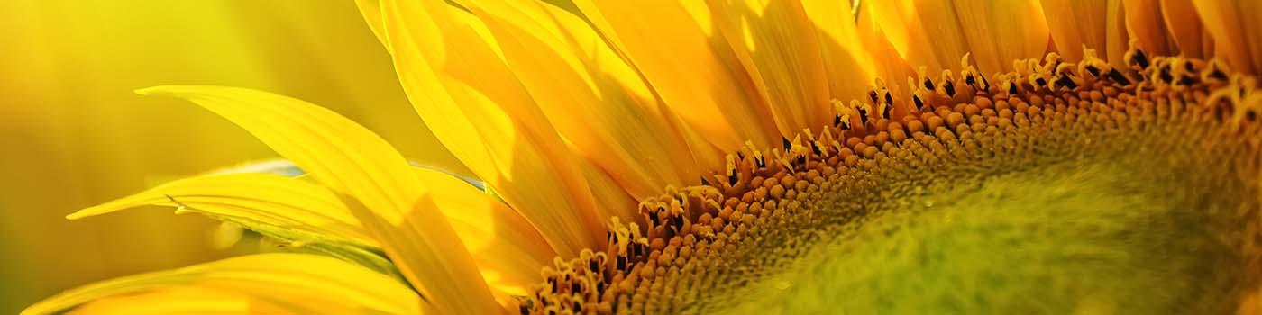 corner of a sunflower