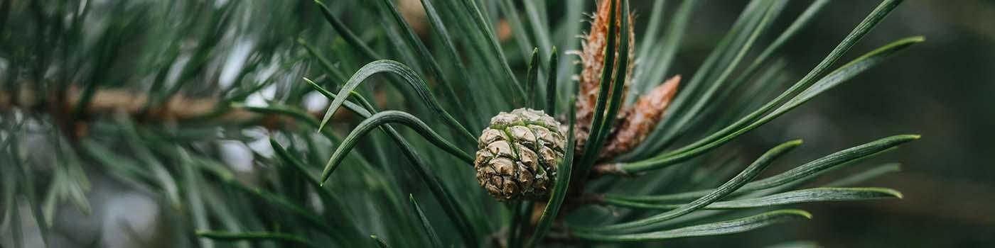 Small pinecone on tree surrounded by pine needles