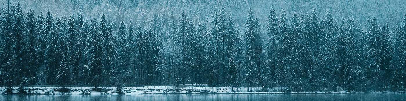 Snow covered pine trees beside a lake