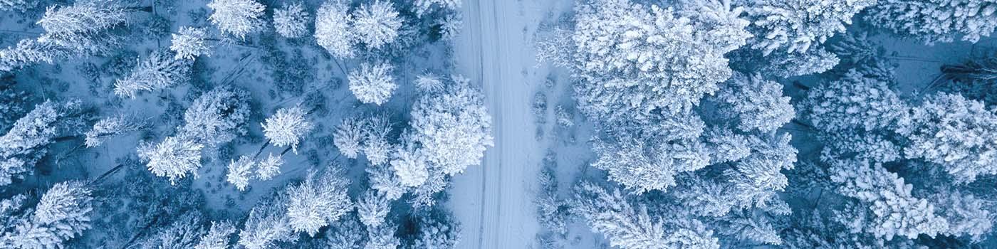 Snow covered trees from above