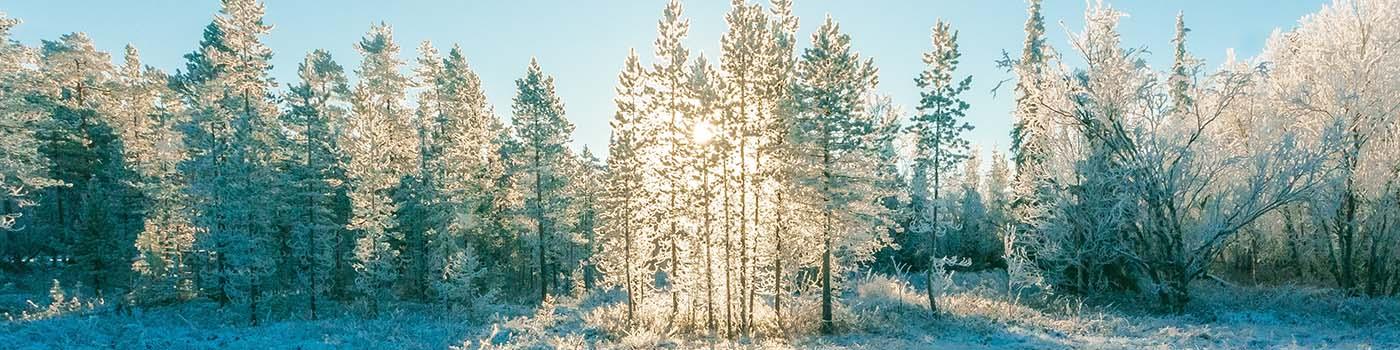 Sunlight shining through snow covered trees