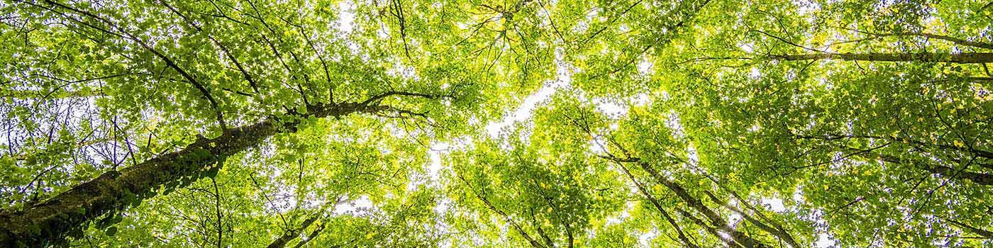 Canopy of green trees