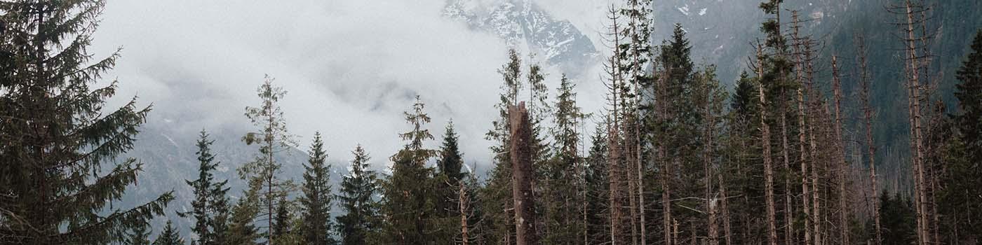 View of tree tops with clouds and a mountain in the background