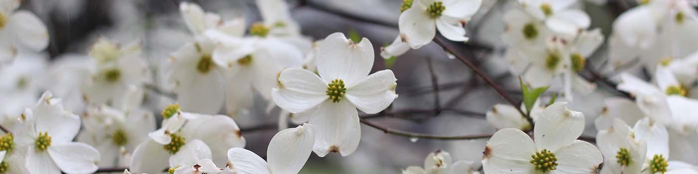 Cluster of small white flowers