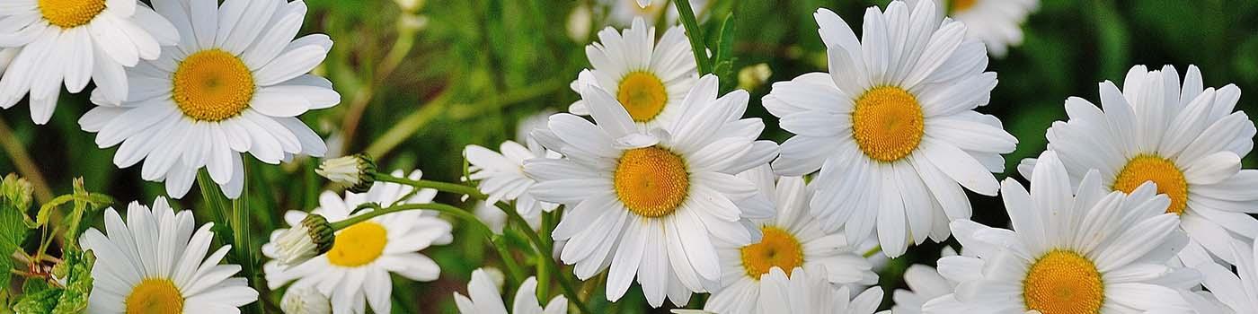 Cluster of white daisies