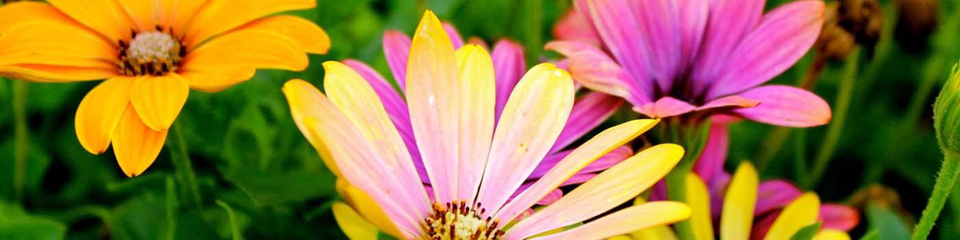 Yellow and pink daisies