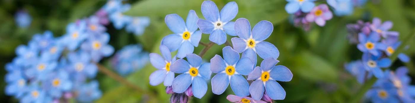 Bue and purple wild flowers in the forest