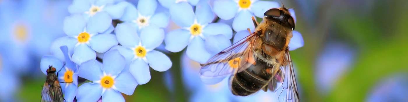 Bee on blue flowers