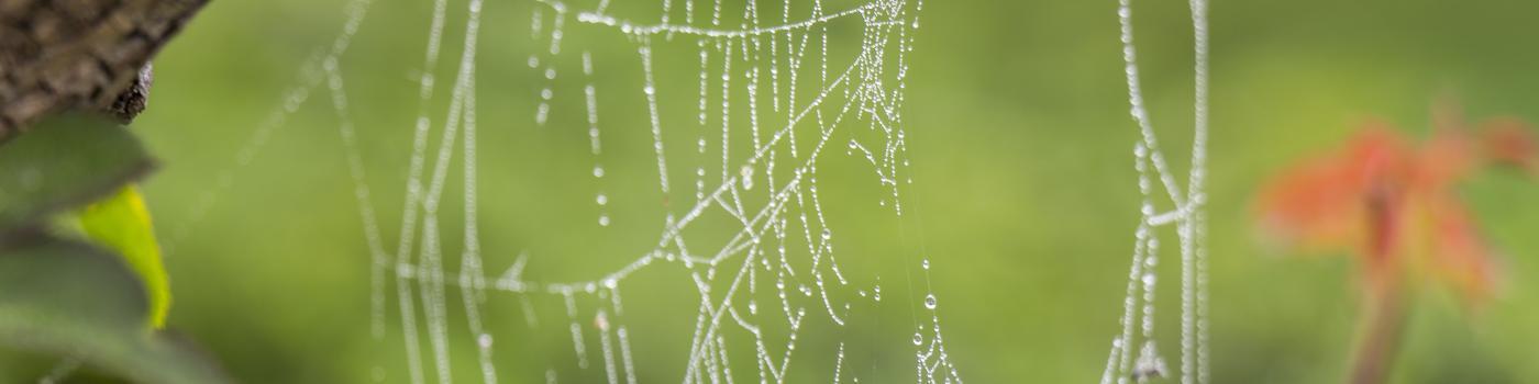 Spiderweb with rain droplets 