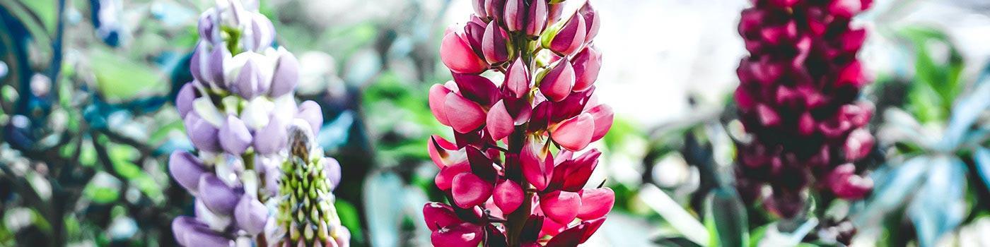 Red and purple flowers in front of blurred background