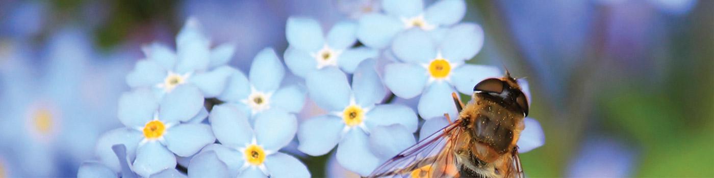 Bee pollinating blue flowers