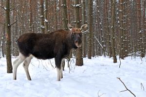 A moose standing in the snow with pine forest behind