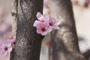 Pink blossoms and bark of the tree