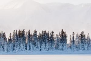 A cluster of snow covered trees in the forest near atlin british columbia