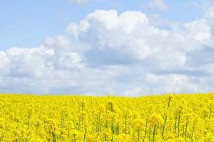 Yellow canola field in bloom beneath cloudy blue sky