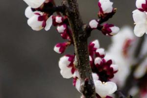 Close up view of a cherry blossom tree