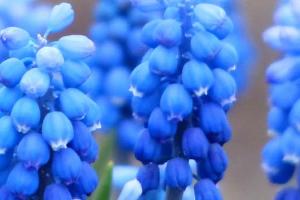 Blue flowers clustered together