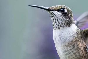 Hummingbird with wings spread open