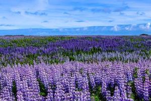 Field of purple lilac flowers under blue sky