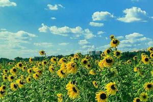 Field full of sunflowers