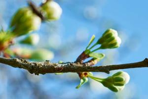 A branch with new buds beginning to sprout white flowers against a bright blue sky