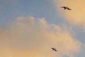 Four birds flying in front of the clouds