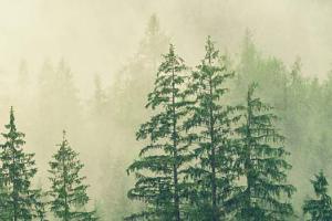 Green pine trees in front of fog
