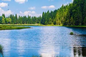 View of a lake surrounded by green pine trees